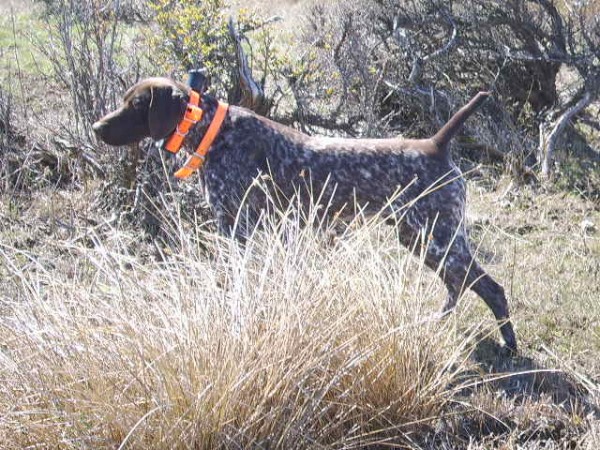Vigar No Mars Kennel Stud Dog