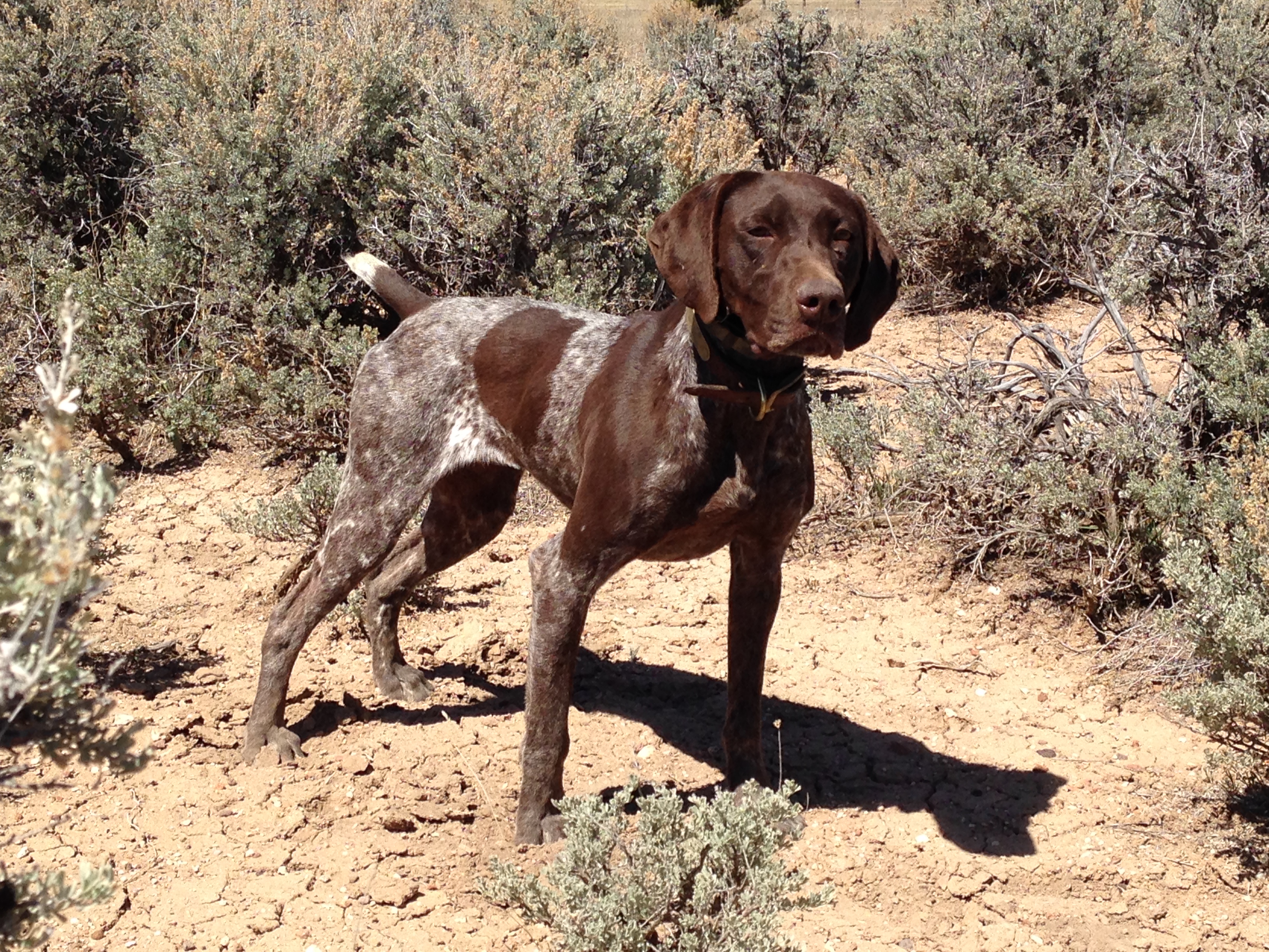 Fully trained German Shorthair Pointer