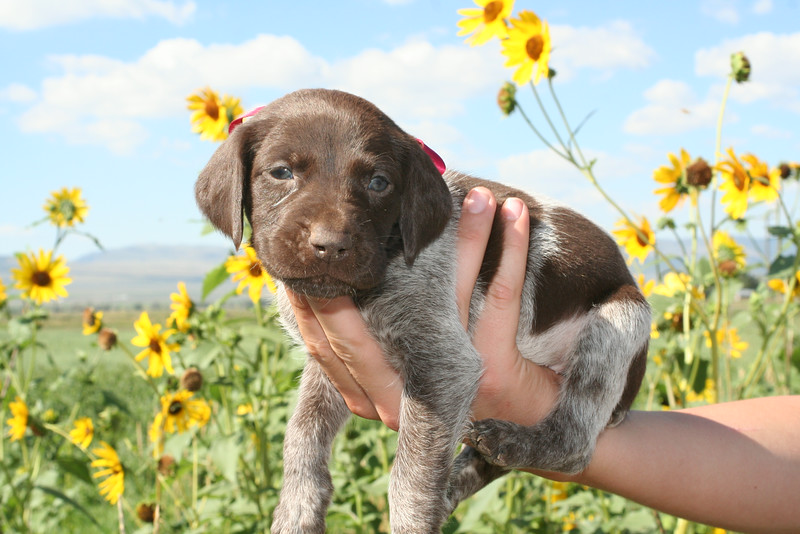 2014 Amber X Tank Litter