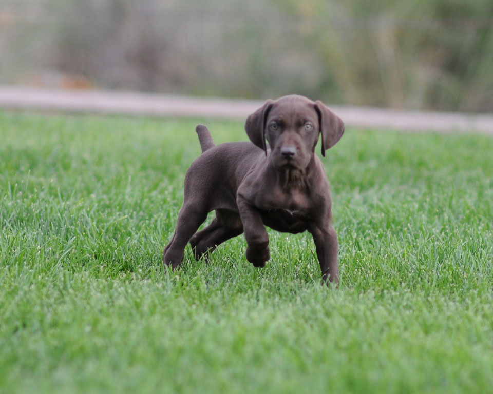 Why Best Gun Dogs?