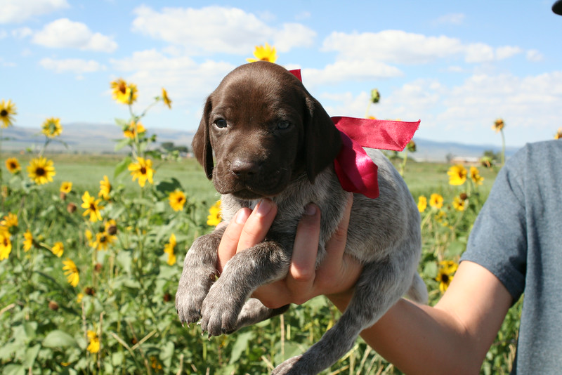 German Shorthair Pointer Puppies Minnie X Henry 2014 Litter