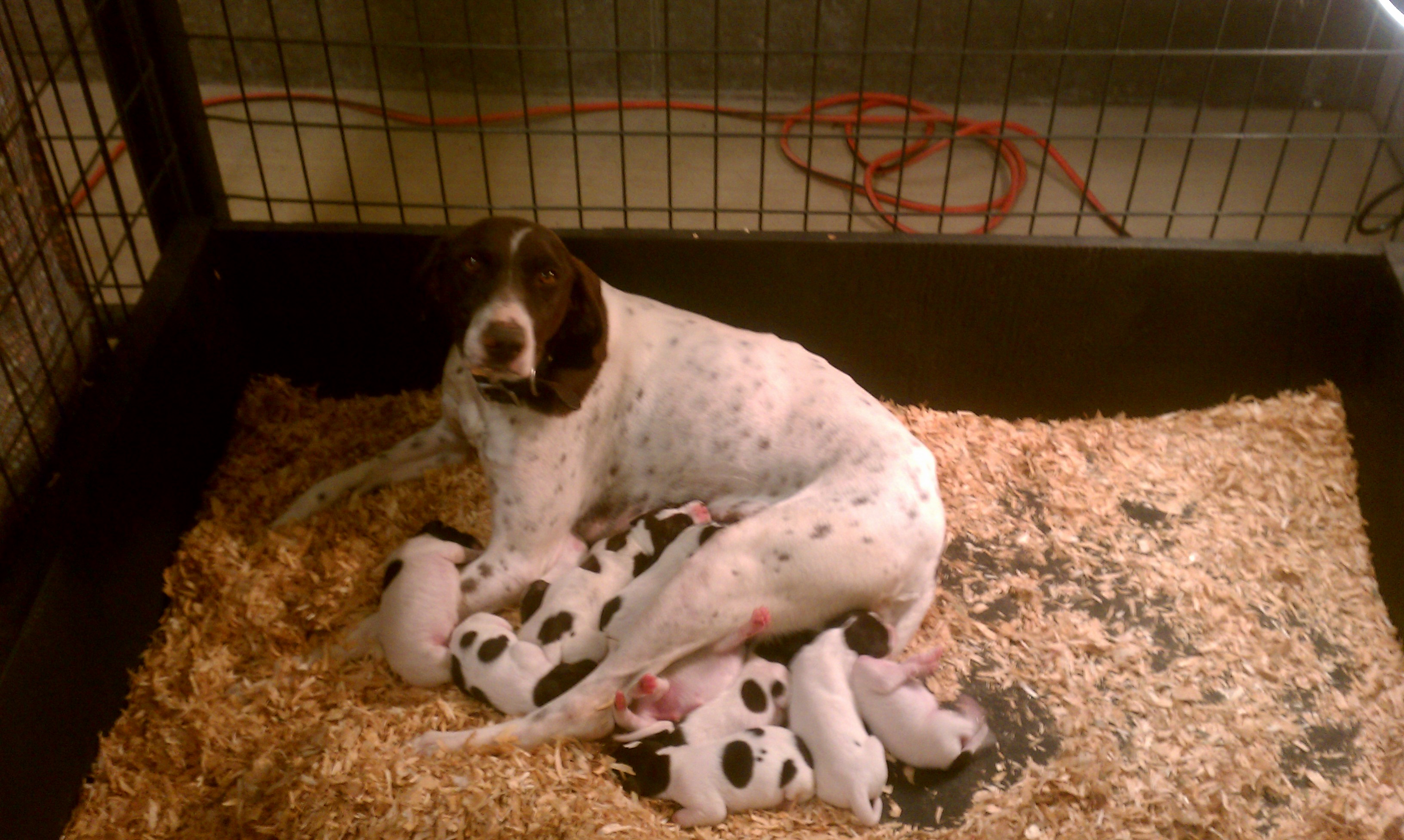 Dozer X Zoey Litter