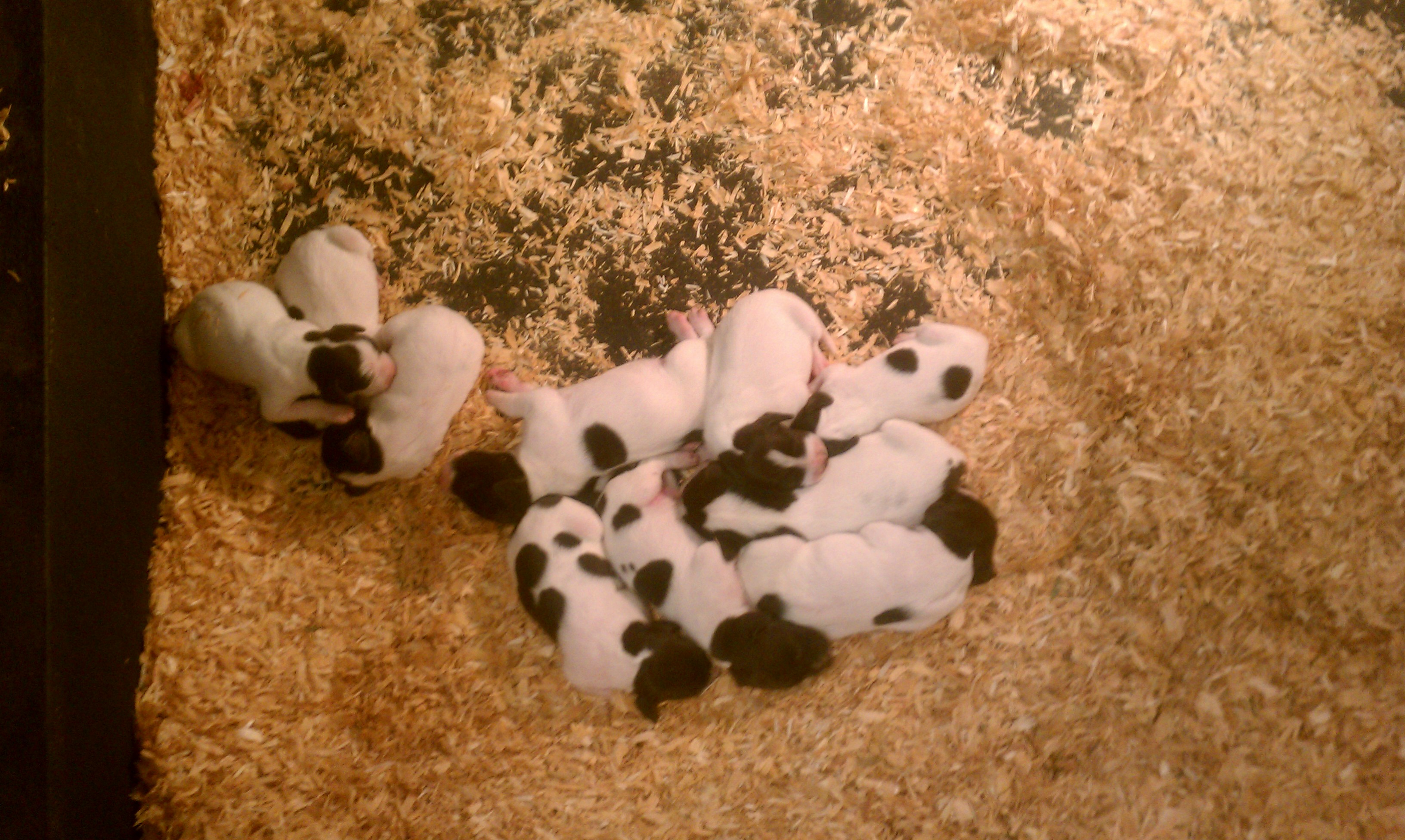 Best Gun Dogs has puppies!