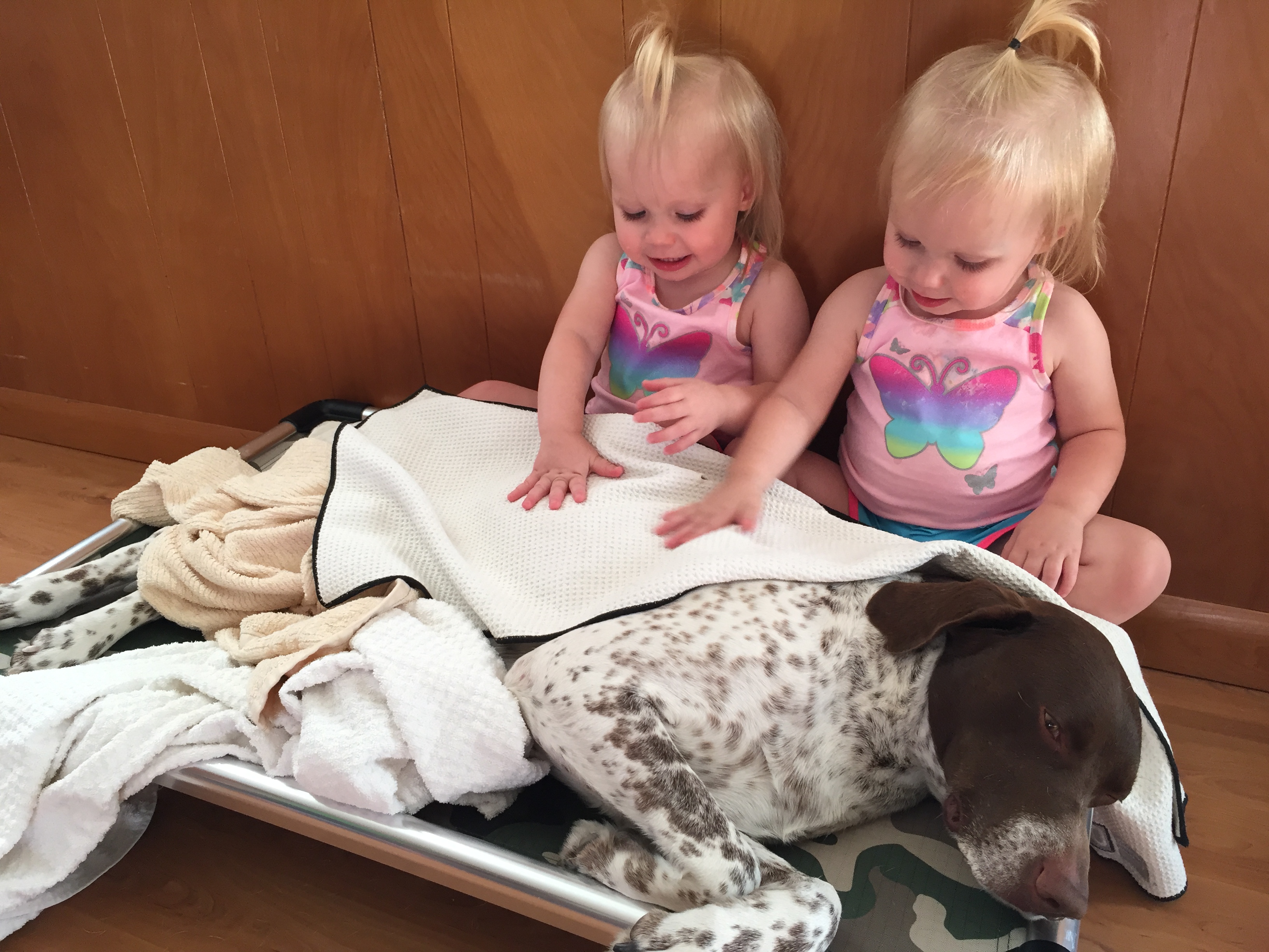 German Shorthair Companion Hunting Dogs