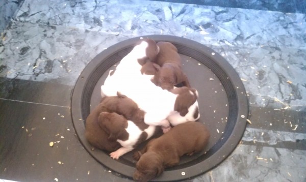 GSP puppies in whelping nest