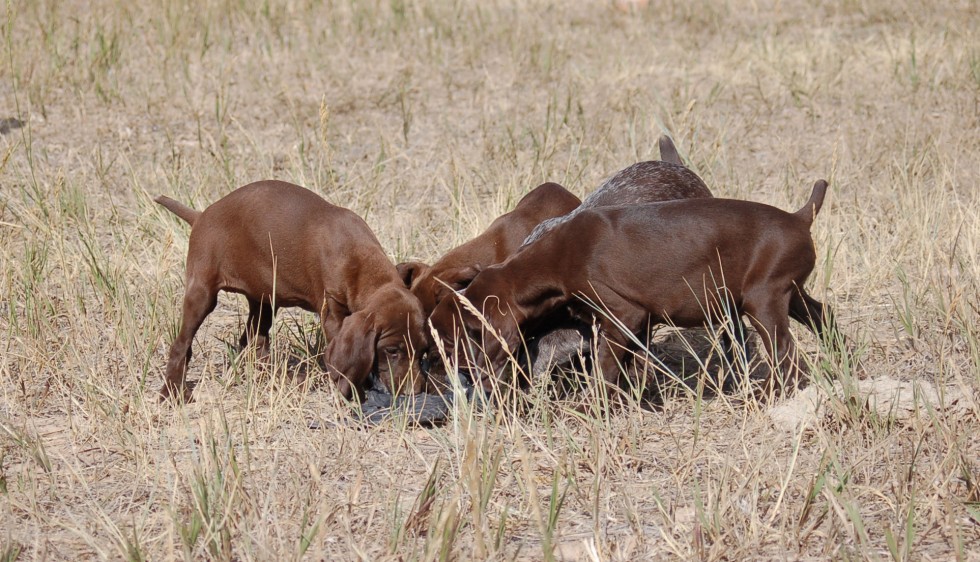 We have been working this litter of puppies on birds and at 7 weeks they are showing they will have what it will take to be great hunting companion dogs.