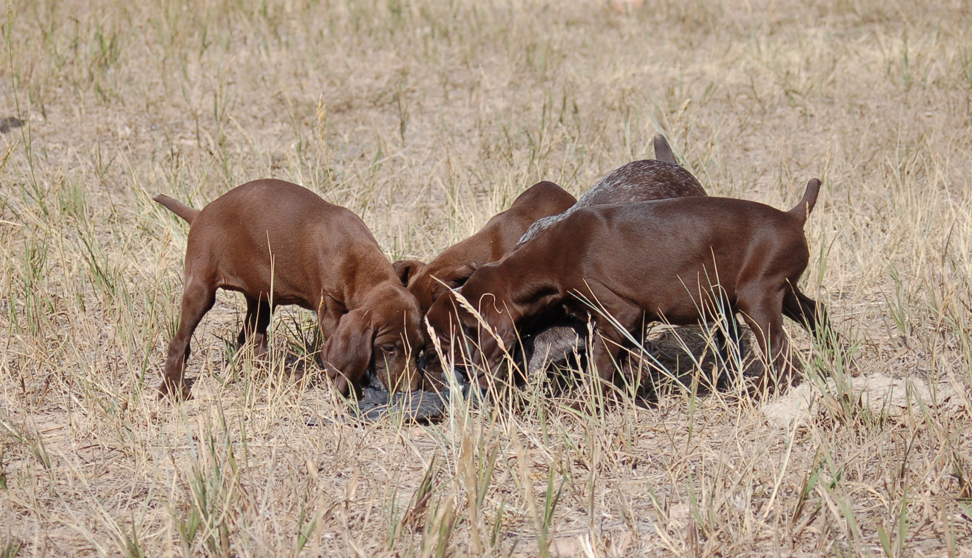 German Shorthair Puppies for Sale