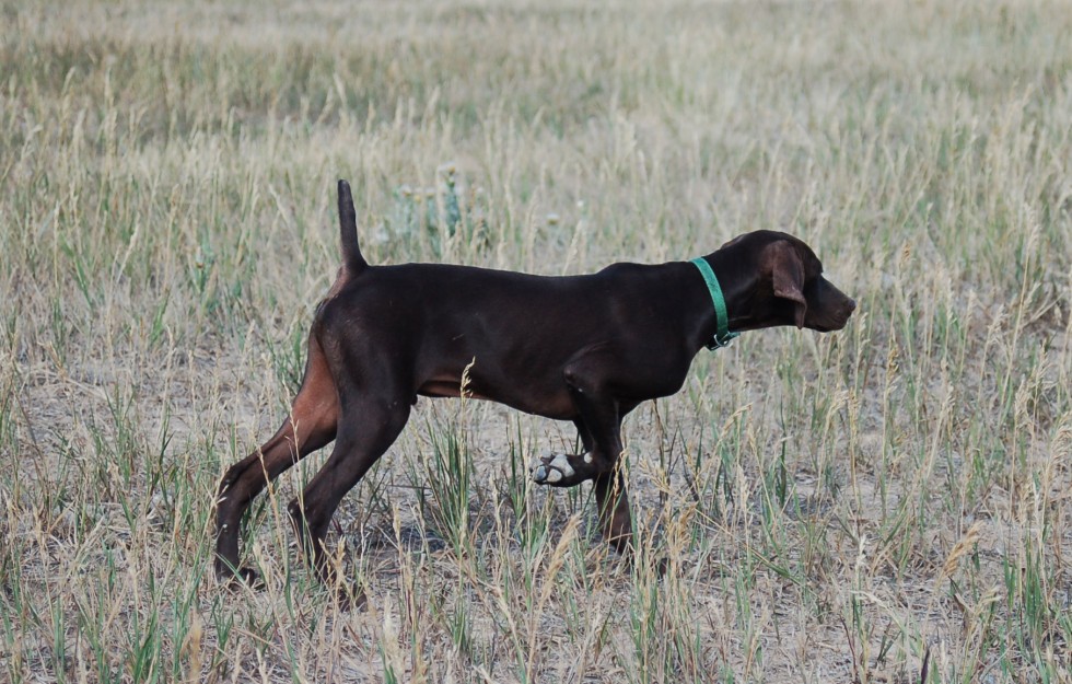Started German Shorthair Puppies