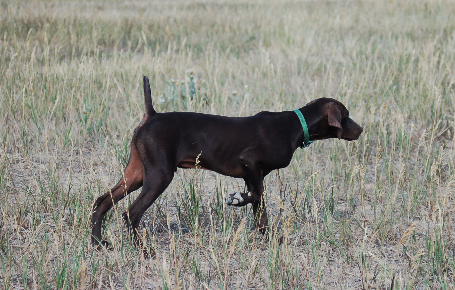 Started German Shorthair Puppies