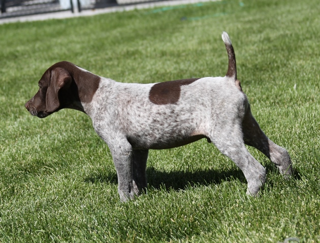 TobyXPocket Rocket Puppies