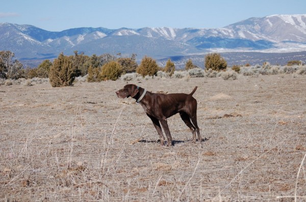iver German Shorthair Stud