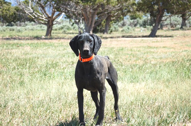 Trained German Shorthair Pointer