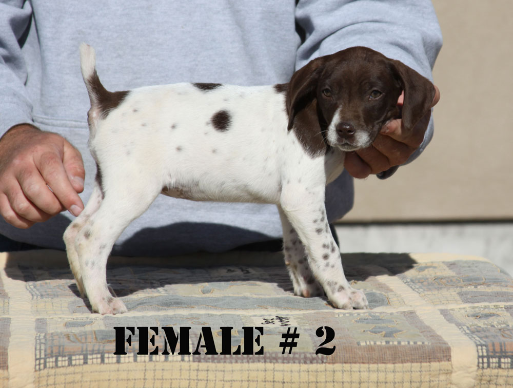 2014 Christmas Puppies For Sale