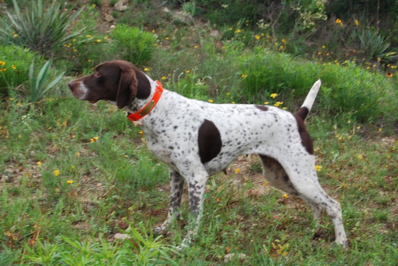 FC/AFC Litter Due March 28th 2013