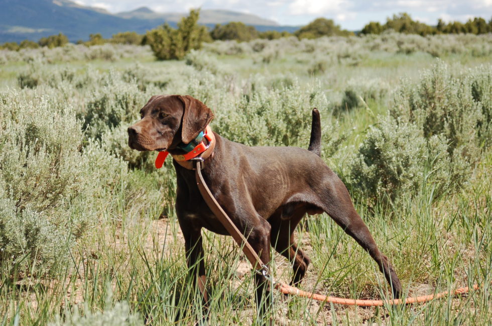 German Shorthaired Pointer