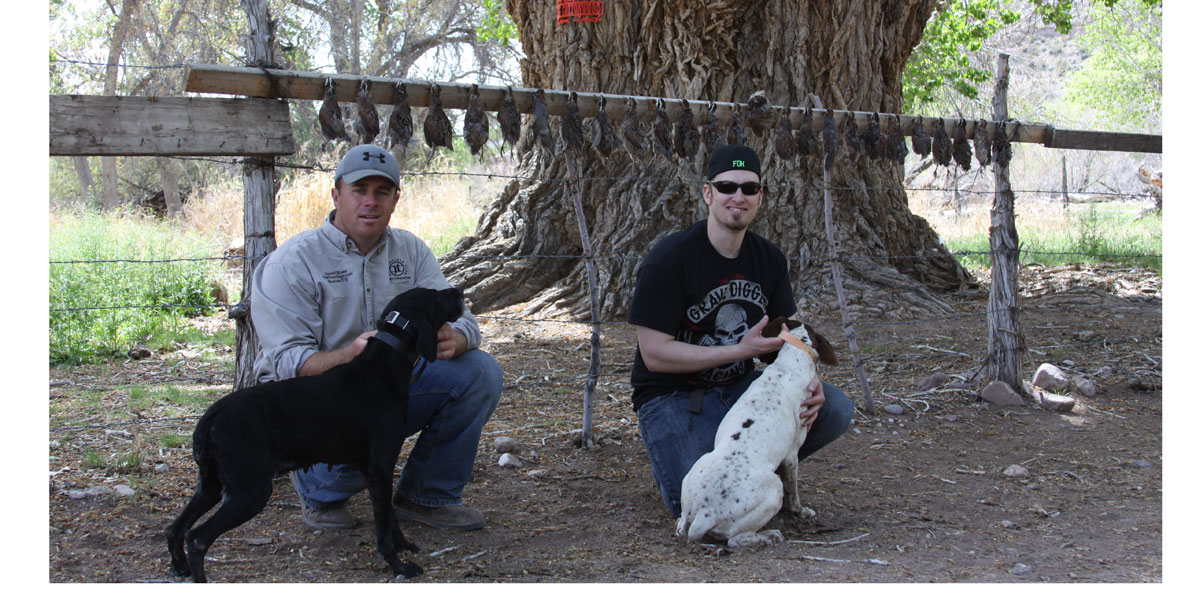Quail Hunting with Bird Dogs