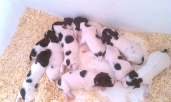 German Shorthair puppies in whelping box