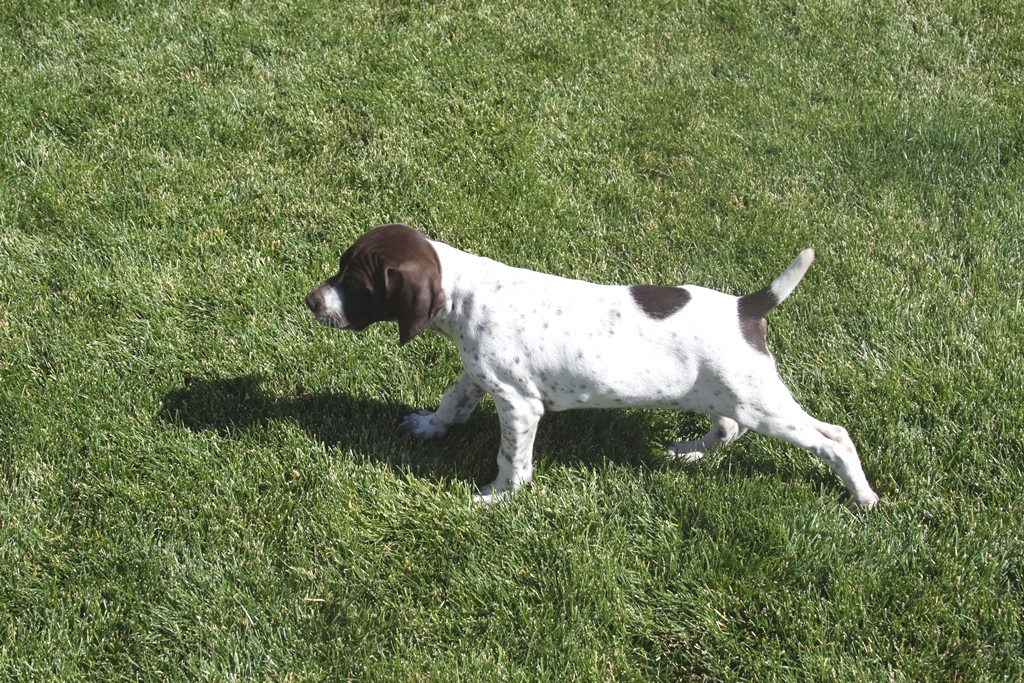 German Shorthair Puppies ready to go!