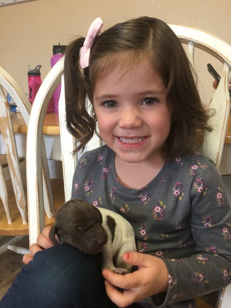 German Shorthair Puppy