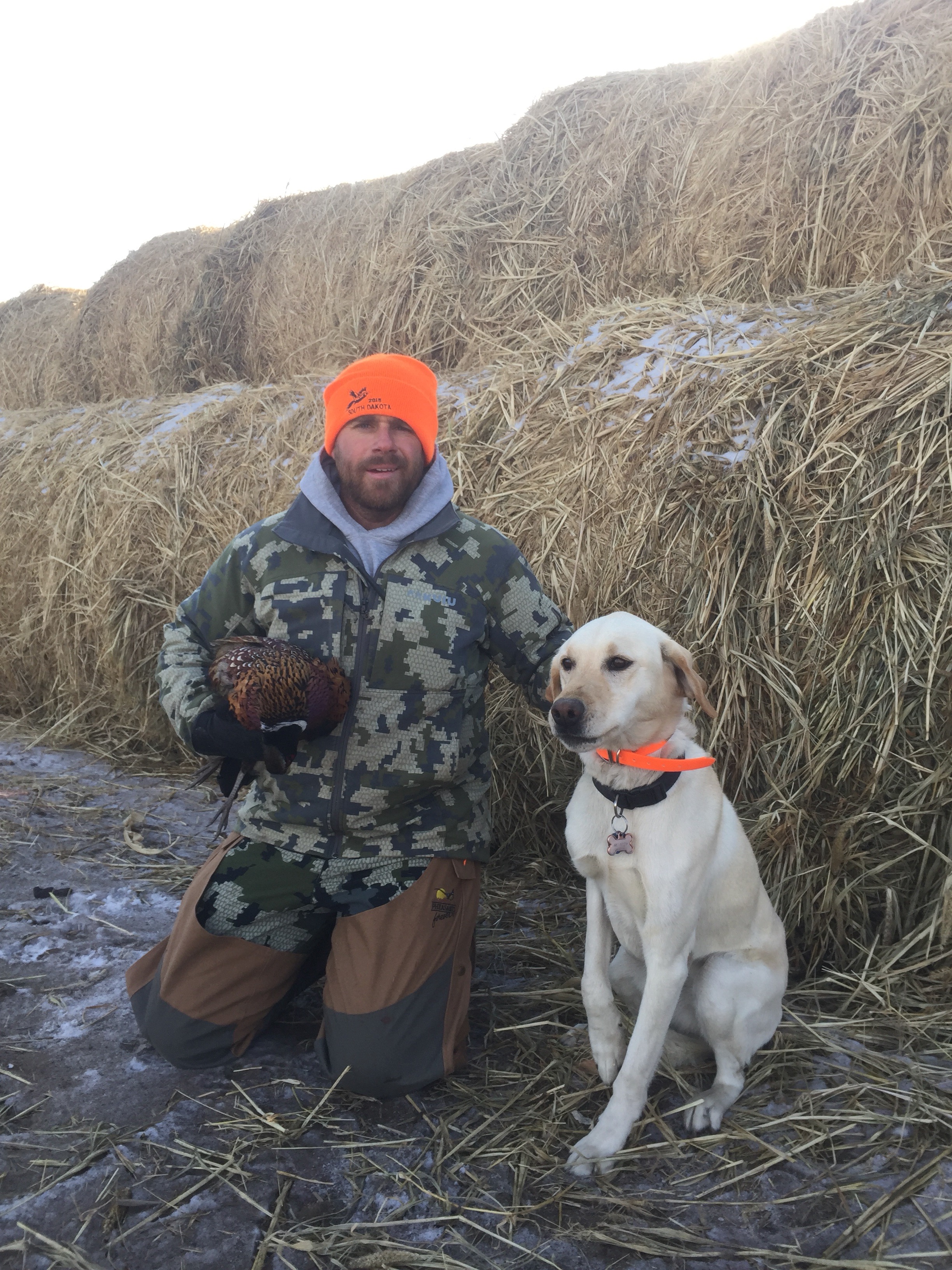 Gun Dog Training