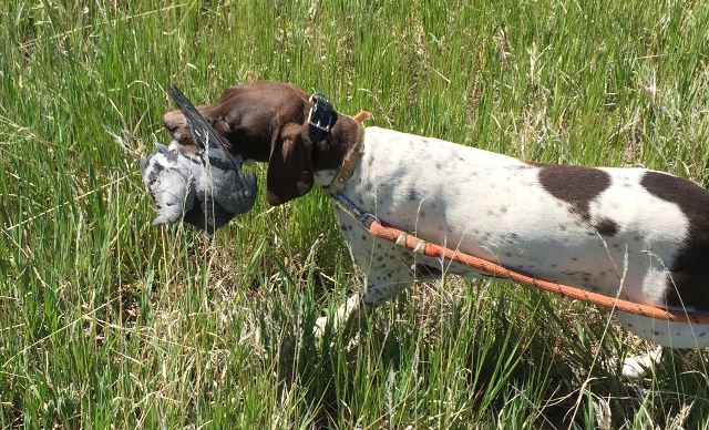 How to train with a shock collar?