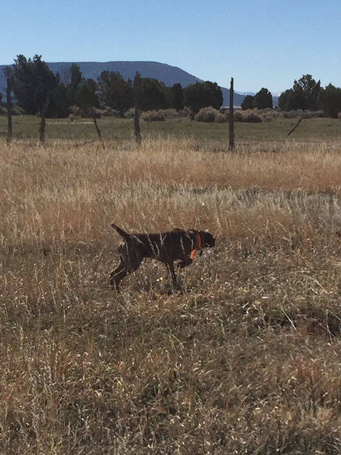 Gun Dog Training!