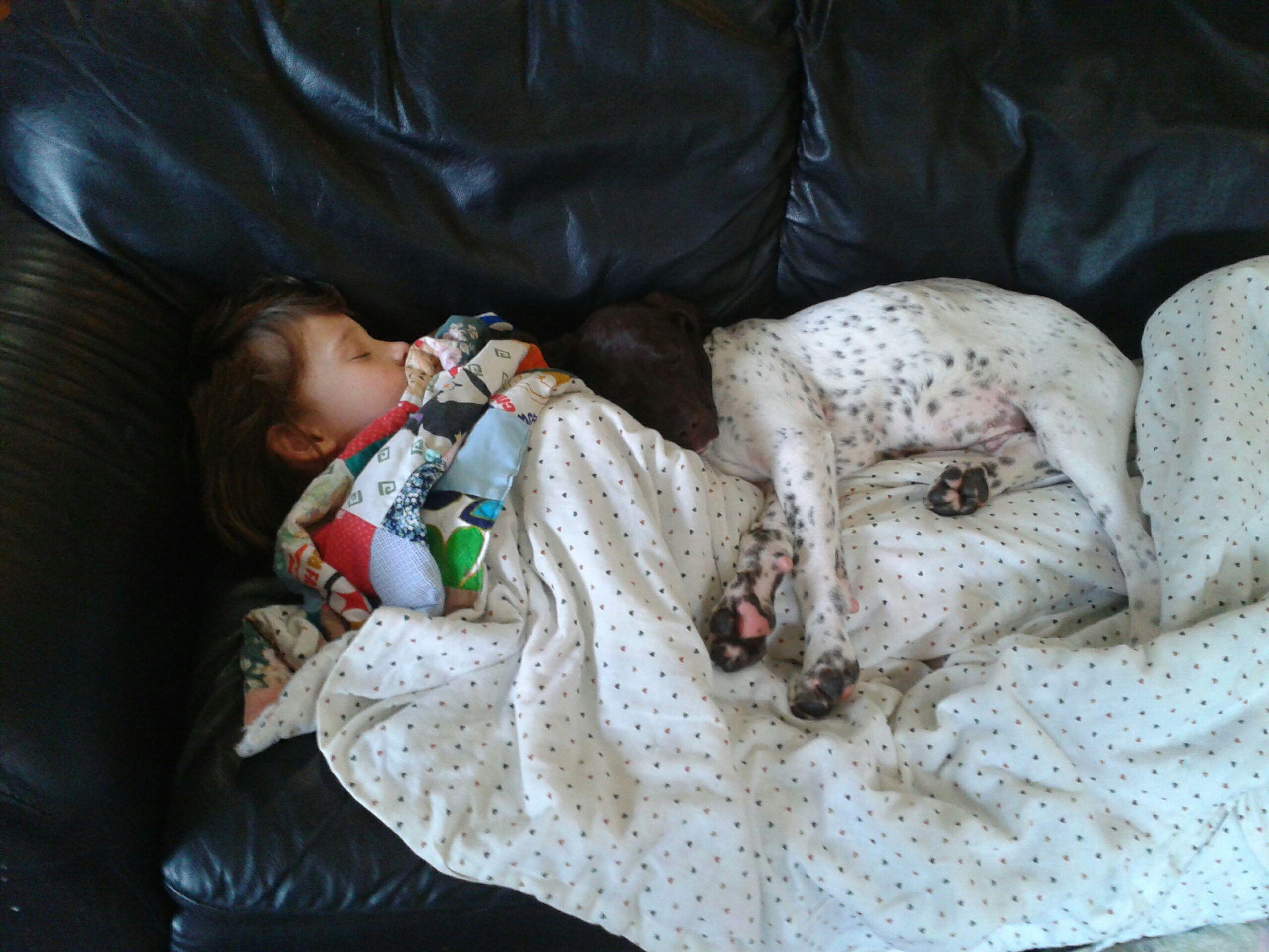 The German Shorthair Companion